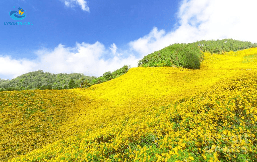 Tour Lý Sơn, tour Măng Đen, tour Tây Nguyên & Miền Trung, tour trong nước Chất lượng & Uy tín hàng đầu